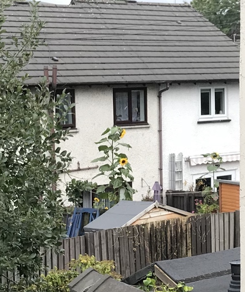 Planning permission to build behind house we’re buying