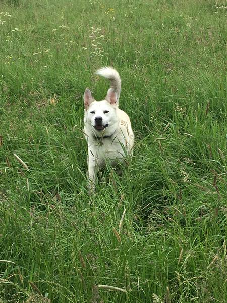 What crossbreed dogs would you like to see ?