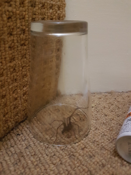So it begins... (spider pic warning...)