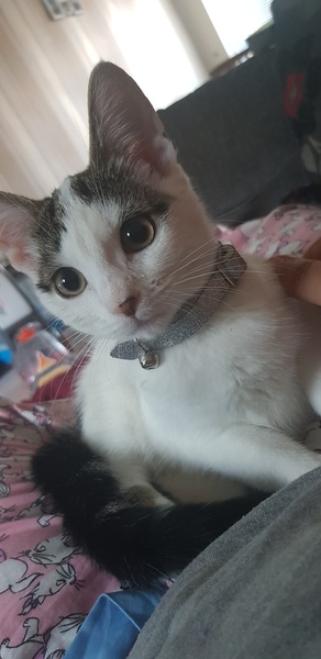 Kittens ate lillies :(