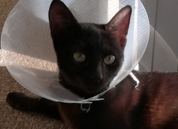 Picking up our new cat tomorrow, need advice!
