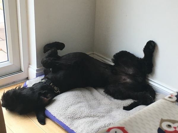 Have you ever seen a dog more comfortable?
