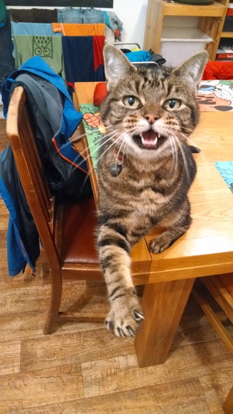Tabby appreciation thread (with pics)