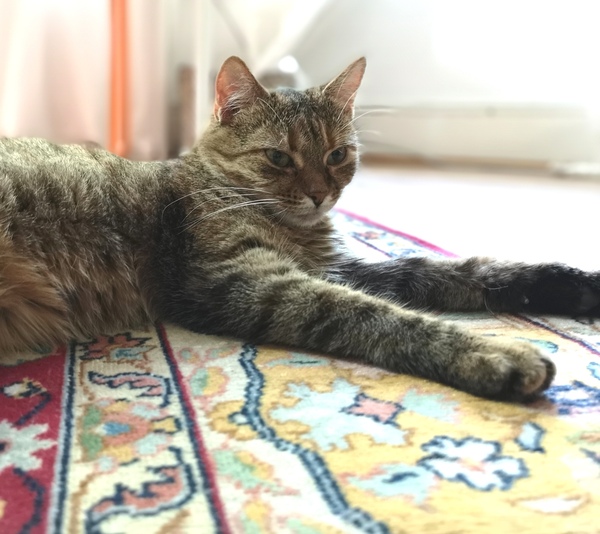 Tabby appreciation thread (with pics)
