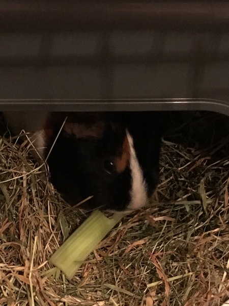 Welcome to new piggies!