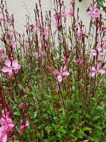 Does anyone know what plant this is?