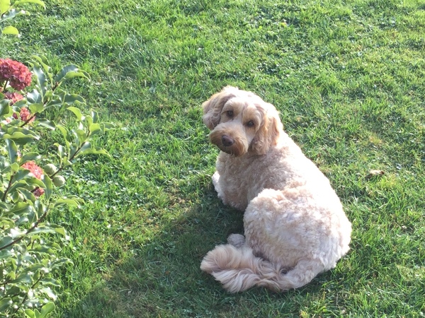 General Dog Chat Part III