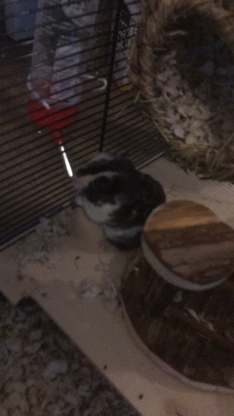 I’ve lost DD’s hamster