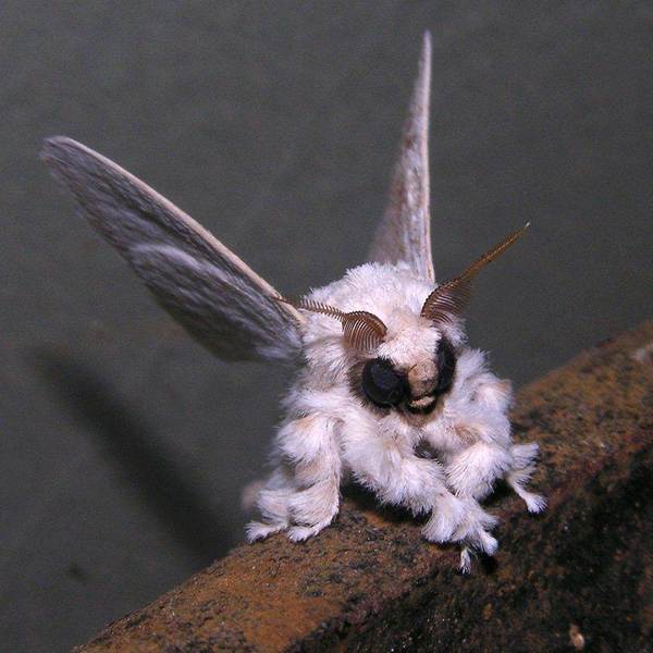 I was pootling round on Google images and I found this bug...isn't it cute (warning insect picture)