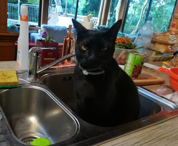 Does your cat yell to be fed just after you've fed him?