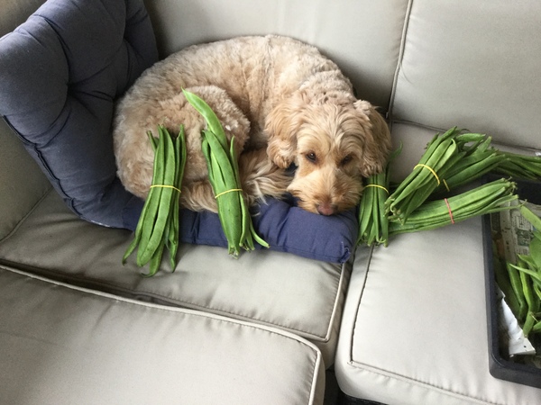 General Dog Chat Part III