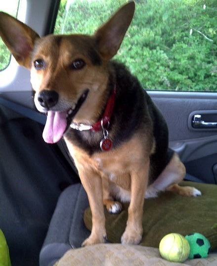 That one thing your dog does that makes you smile .