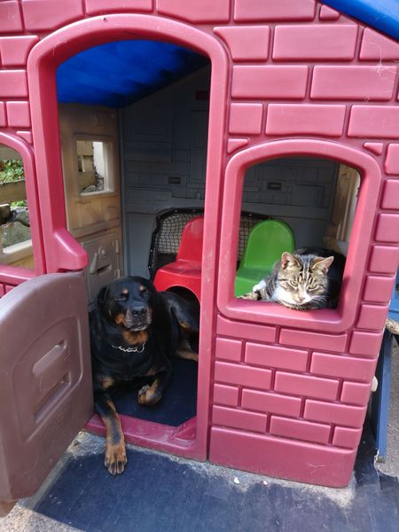 Introducing dog and new kittens