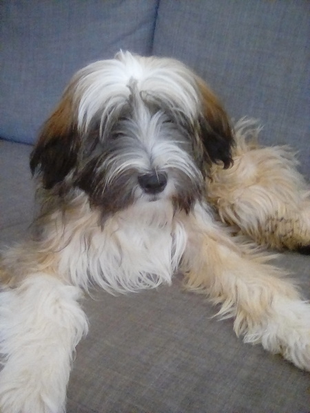 DH wants a cockapoo/ labradoodle I don't :/