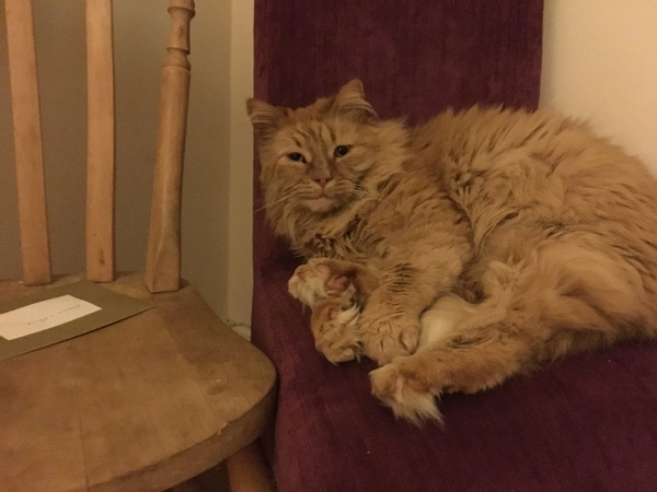 Please don't forget the older cats.