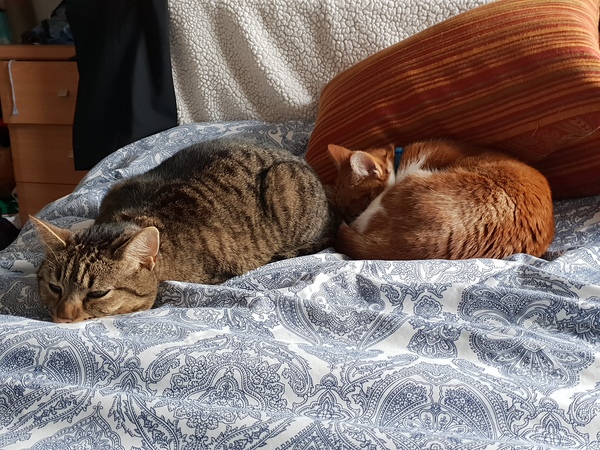 What's your DCat up to today? (Thread 7!)