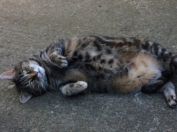 Please don't forget the older cats.