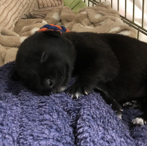 Foster pups