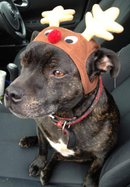 To have fallen in love with Staffies?
