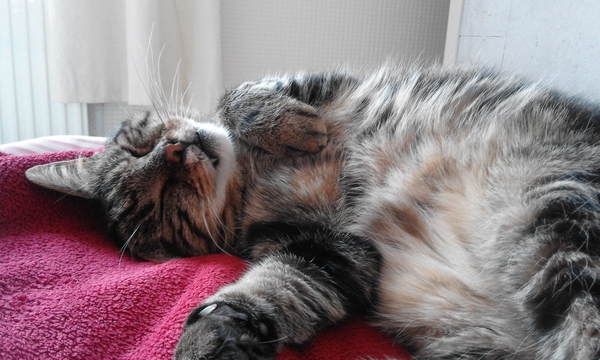 Cat going out, is a flap worth it?