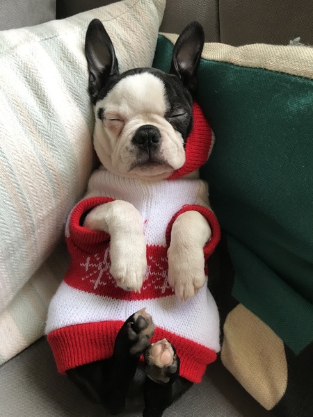 Have you ever seen a dog more comfortable?