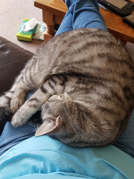 What's your DCat up to today? (Thread 7!)