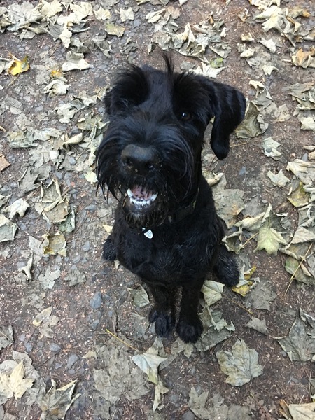 Show me your DPups!