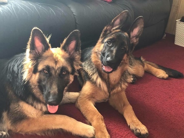 to choose a Border Collie over a German Shepherd?