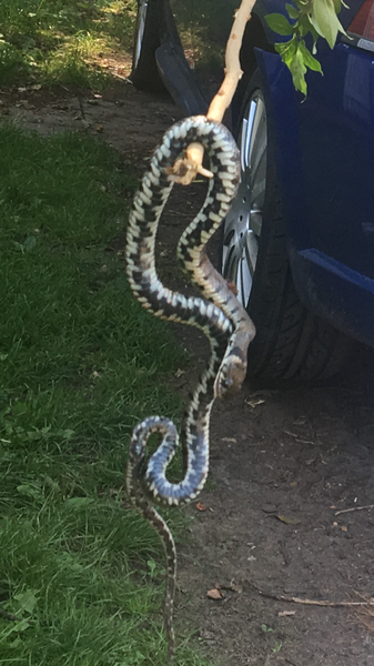 Grass snake or adder?