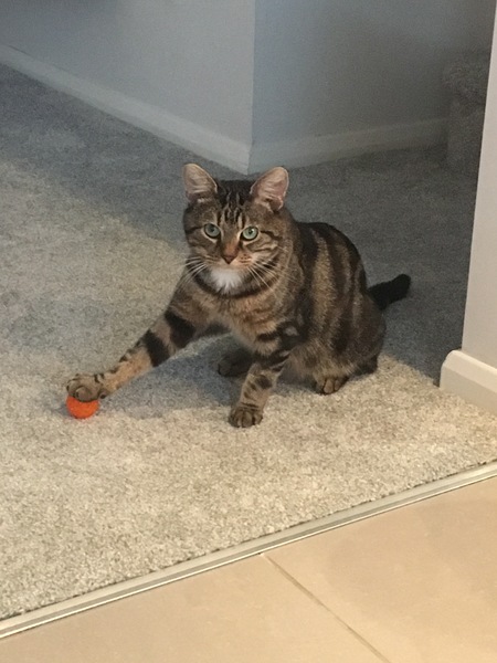 What does your cat do that makes you smile?
