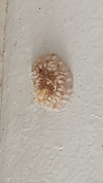To ask what this mysterious wall creature is?