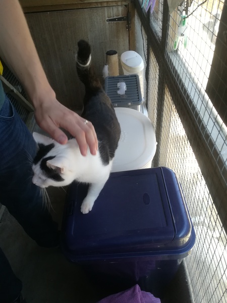 PLEASE help me name our new rescue cat!