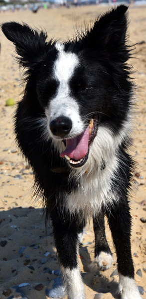 to choose a Border Collie over a German Shepherd?