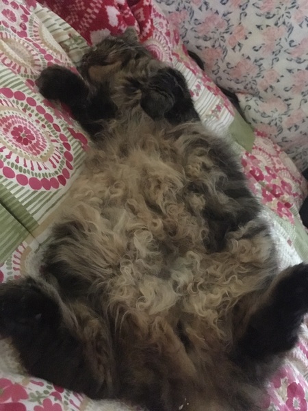 Are Main Coons any more trouble than smaller cats?