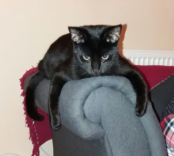 My cat has escaped from the cattery