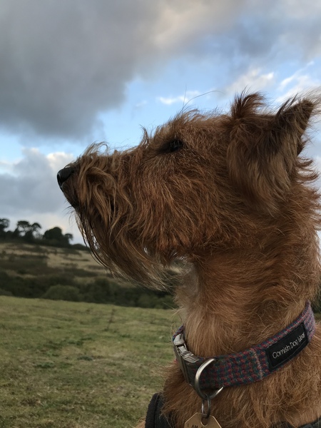 Tell me about your doggies! Quiz!