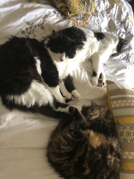 Cat hissing at kittens - what to do?