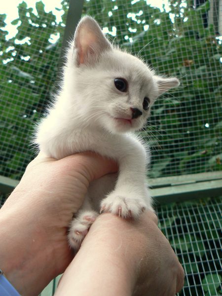 To think my new kitten is far too Cute?