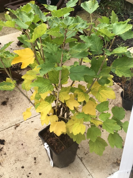 Currant Bush leaf colour change