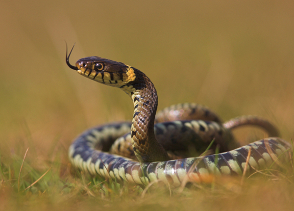 Grass snake or adder?