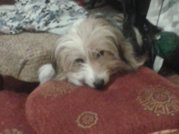 That one thing your dog does that makes you smile .