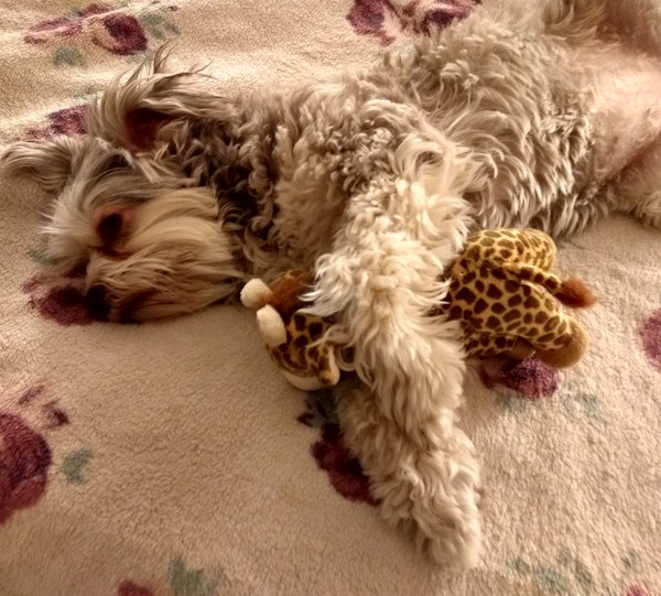 Have you ever seen a dog more comfortable?