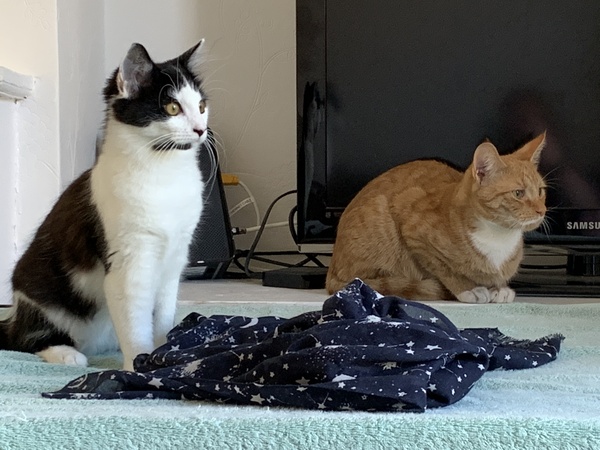 What's your DCat up to today? (Thread 7!)