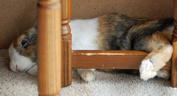 Do I get our boy bunny a friend?