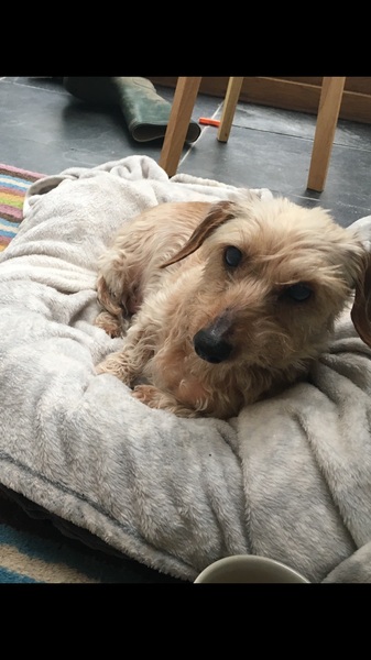 July book of the month: Why Mummy Swears by Gill Sims - Read and join the discussion and author webchat on Weds 5 September, 9pm.