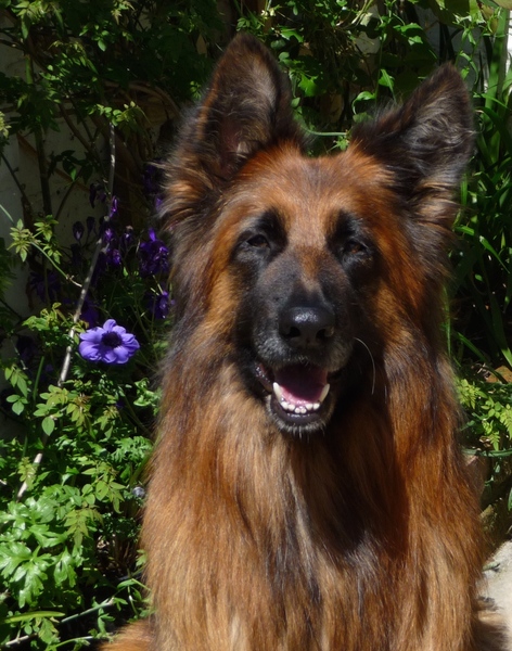 Tell me about your German Shepherds