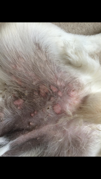 Odd sores on my dog (pic attached)
