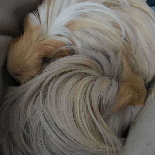 Guinea pigs - What do I need to know first?