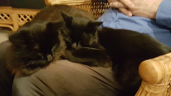 What's your DCat up to today? (Thread 7!)