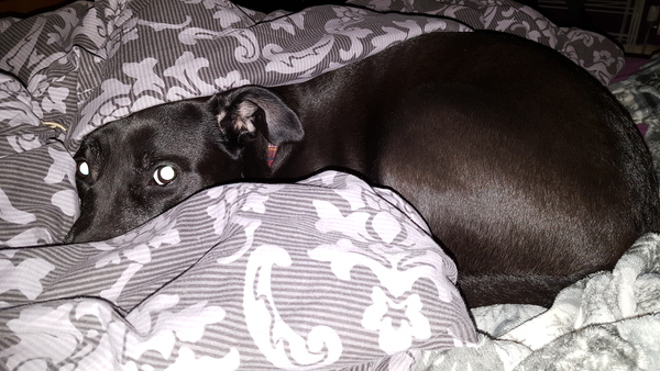 To have fallen in love with Staffies?